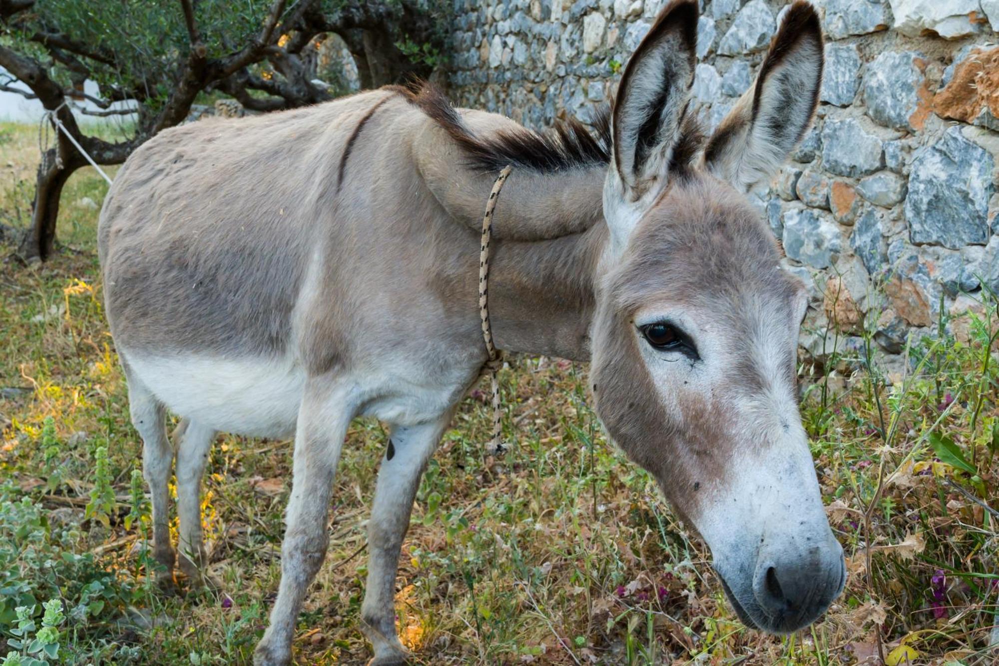 Casa Terra Mani Villa Álika Dış mekan fotoğraf